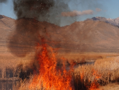 How to Volunteer for Wildlife Rescue After California Wildfires