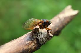 Insect